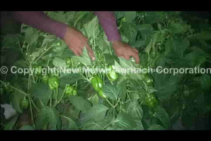 Best Organic antivirus for chilli leaf curl virus